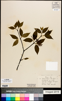 Calycanthus floridus image