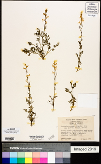 Corydalis micrantha image