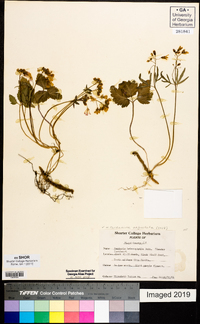 Cardamine angustata image