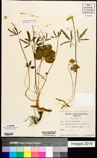 Cardamine angustata image