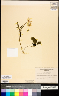 Cardamine angustata image