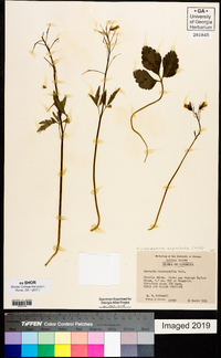 Cardamine angustata image