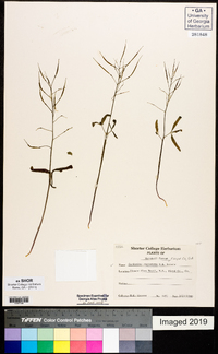 Cardamine angustata image