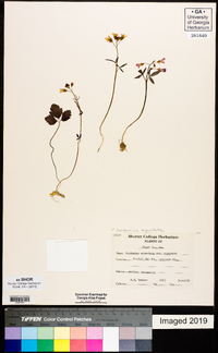 Cardamine angustata image