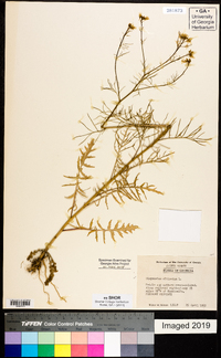 Sisymbrium altissimum image