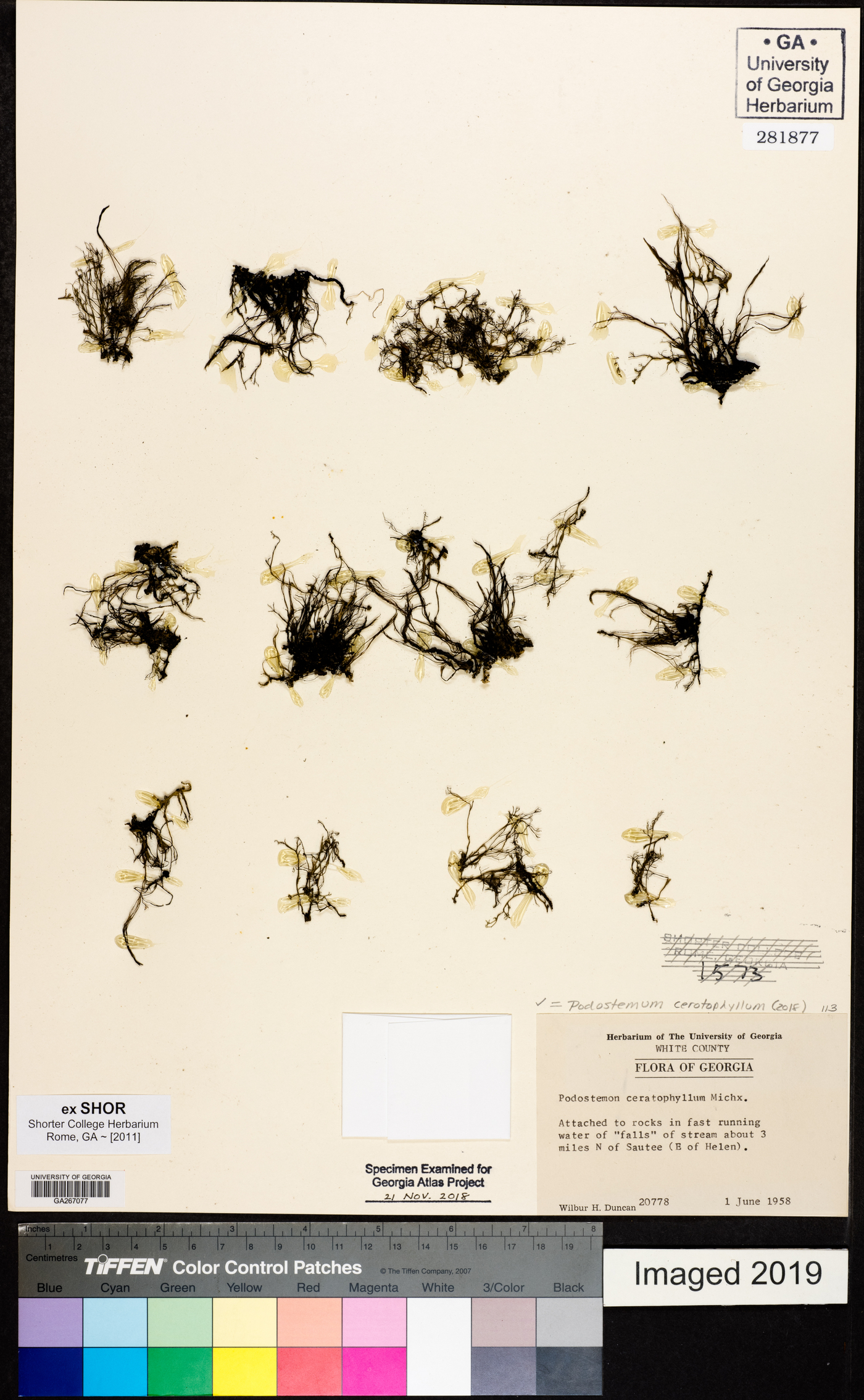 Podostemum ceratophyllum image