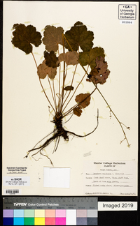 Heuchera americana image