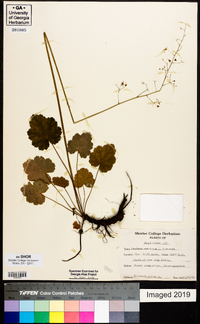 Heuchera americana image