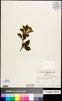 Photinia melanocarpa image