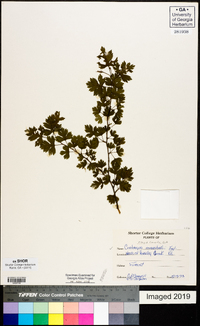 Crataegus marshallii image