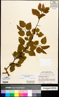 Crataegus viridis image