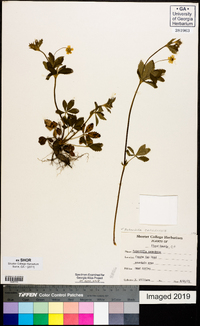 Potentilla canadensis image