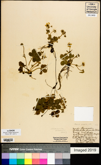 Potentilla canadensis image