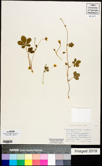 Potentilla canadensis image