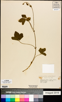 Potentilla indica image