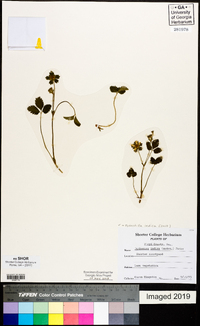 Potentilla indica image