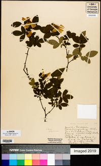 Rosa virginiana image