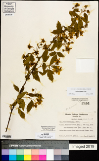 Rubus argutus image