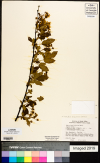 Rubus argutus image