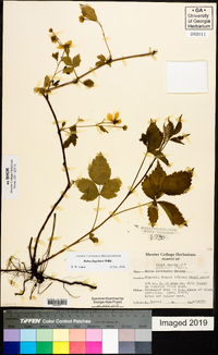 Rubus flagellaris image