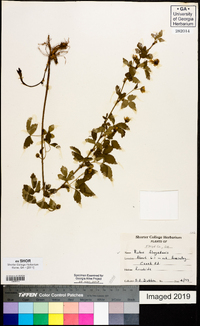 Rubus flagellaris image