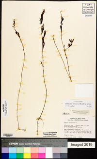 Chamaecrista nictitans var. nictitans image