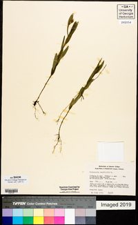 Crotalaria sagittalis image