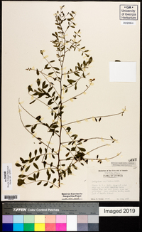 Indigofera caroliniana image