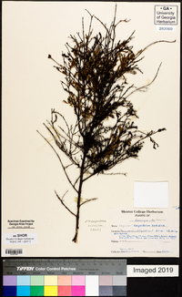 Lespedeza cuneata image