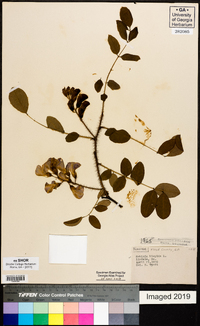 Robinia hispida image