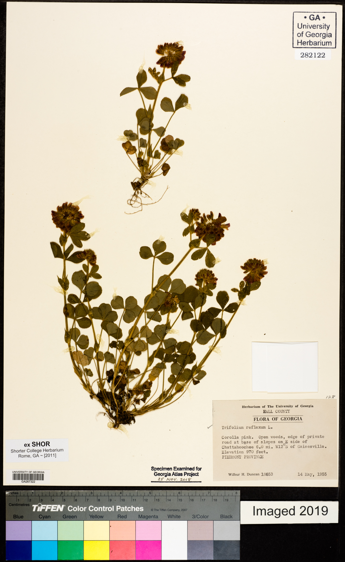 Trifolium reflexum image