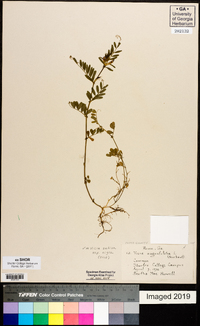 Vicia sativa subsp. nigra image