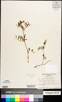 Vicia sativa subsp. nigra image