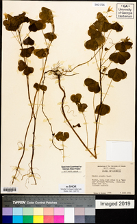 Oxalis grandis image