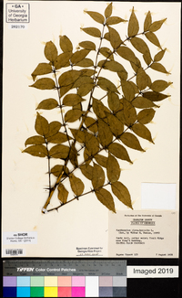 Zanthoxylum clava-herculis image