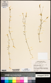 Polygala ambigua image