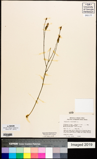 Polygala incarnata image