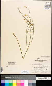 Polygala incarnata image