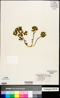 Euphorbia helioscopia image