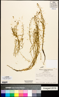 Callitriche heterophylla image