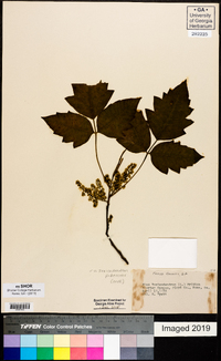 Toxicodendron pubescens image