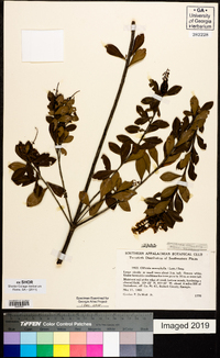 Cliftonia monophylla image