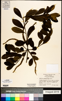 Cyrilla racemiflora image