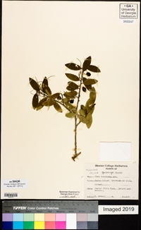 Ilex vomitoria image