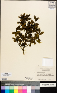 Ilex vomitoria image