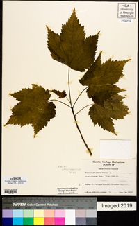 Acer pensylvanicum image