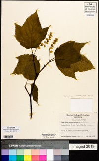 Acer pensylvanicum image