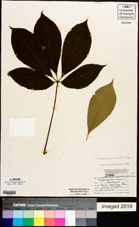 Aesculus sylvatica image