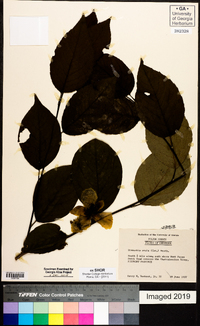 Stewartia ovata image