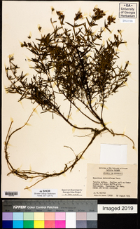 Hypericum dolabriforme image